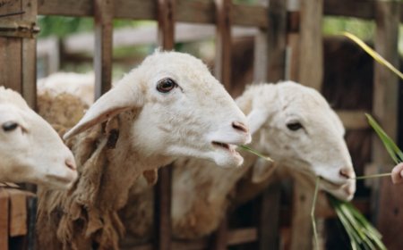 Muhammadiyah Imbau Jemaah Haji 2026 Sembelih Dam di Indonesia, Ini Alasannya