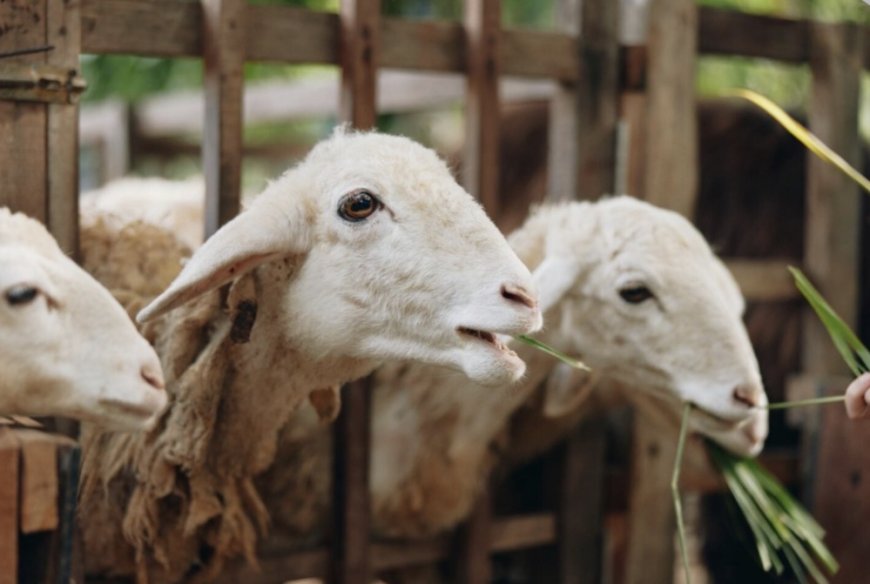 Muhammadiyah Imbau Jemaah Haji 2026 Sembelih Dam di Indonesia, Ini Alasannya