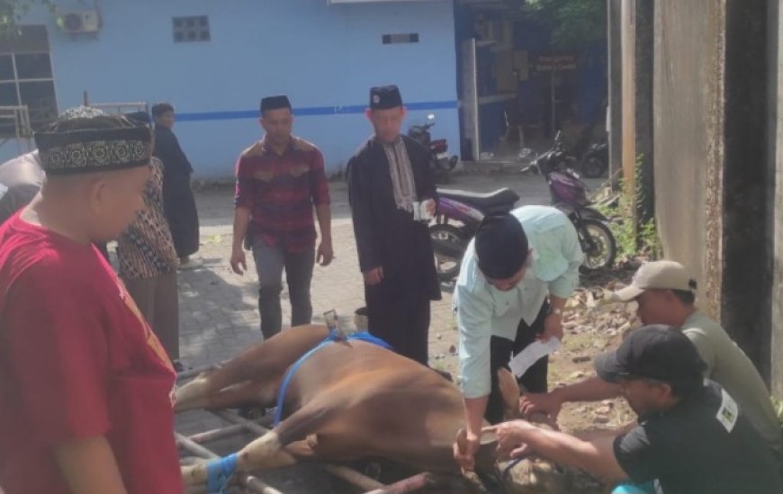 Unismuh Makassar Sembelih 38 Hewan Kurban pada Iduladha 1447 Hijriah