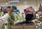 Kurma Ajwa Madinah Tetap Jadi Primadona Jemaah Haji, Ini Keistimewaan dan Khasiatnya