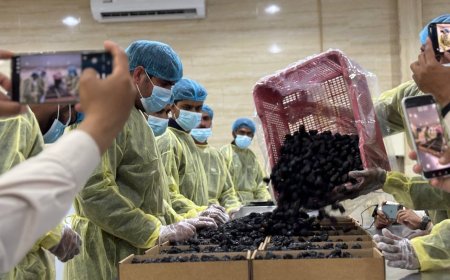 Kurma Ajwa Madinah Tetap Jadi Primadona Jemaah Haji, Ini Keistimewaan dan Khasiatnya