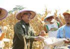 MPM PP Muhammadiyah Panen Jagung di Pekalongan, Perkuat Gerakan Kedaulatan Pangan Nasional