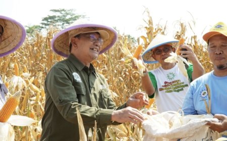 MPM PP Muhammadiyah Panen Jagung di Pekalongan, Perkuat Gerakan Kedaulatan Pangan Nasional