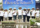 Muhammadiyah Hidupkan Kembali Rojolele, Perkuat Kedaulatan Pangan dari Klaten