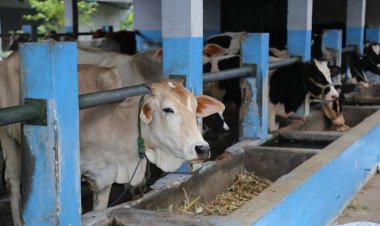 PP Muhammadiyah Tetapkan Hari Raya Idul Adha Sabtu 9 Juli 2022