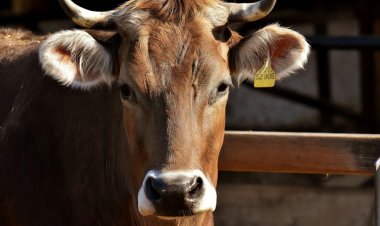 LazisMu Kembali Buka Donasi di Hari Raya Idul Adha 1443 H