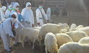 Panitia Penyelenggara Ibadah Haji Imbau Jemaah Bayar DAM Sesuai Aturan Arab Saudi