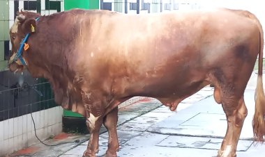 Muhammadiyah Terima Sapi dari Presiden dan Wapres, Beratnya Sekitar 1 Ton