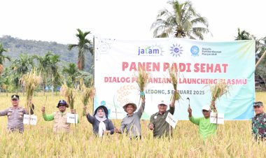 Majelis Pemberdayaan Masyarakat Lakukan Panen Padi Sehat di Kampung Jawa Bengkulu