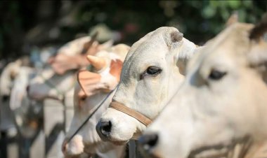 Masjid Unismuh Makassar Tetapkan Harga Hewan Kurban, Sapi Rp14-21,5 Juta